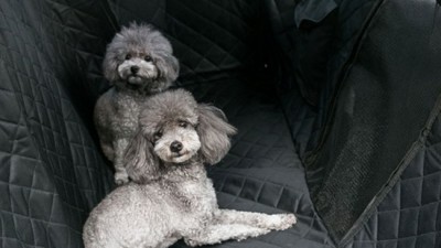🐶 댕댕이와 안전하게! 대형견 차량용품 특가 후기 🚗